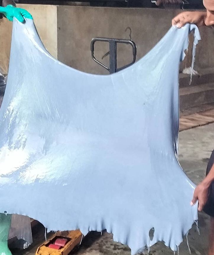 Two workers hold up a full wet-blue sheepskin, pale blue and glossy, in a tannery hall